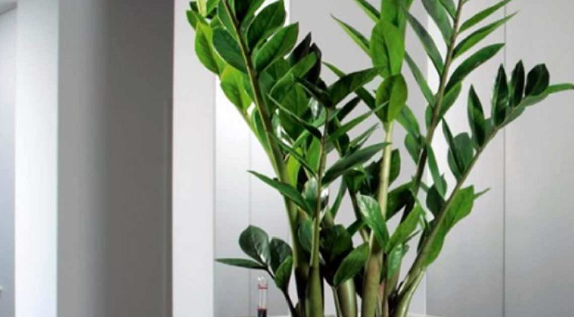 Красавец замиокулькас: 10 плюсов в пользу экзотического растения в вашем доме