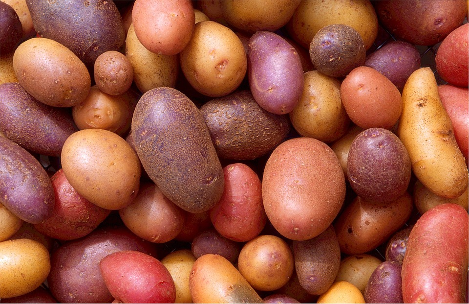 5 причин, по которым не стоит сажать картошку
