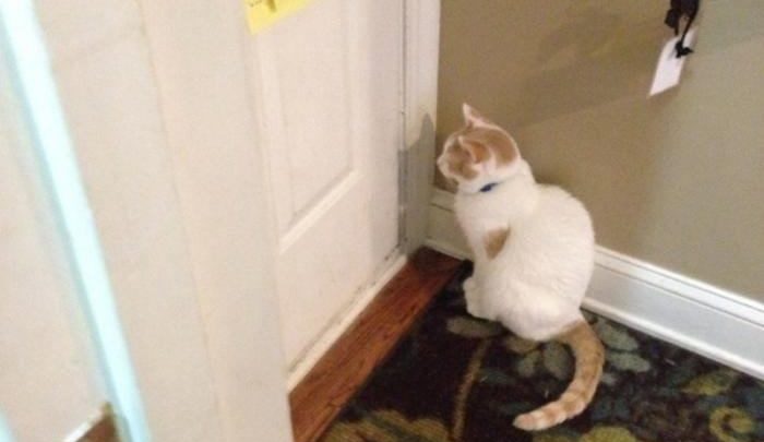 Пушистые ждуны: подборка котиков, ожидающих своих хозяев после работы