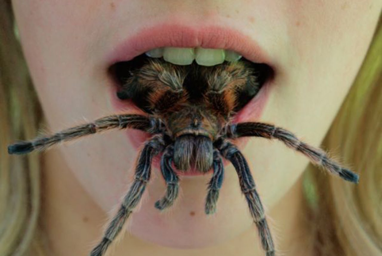 Ужасно топ 10. Птицеед Голиаф. Австралийский паук птицеед. Южнорусский Тарантул укус. Самый опасный паук птицеед.