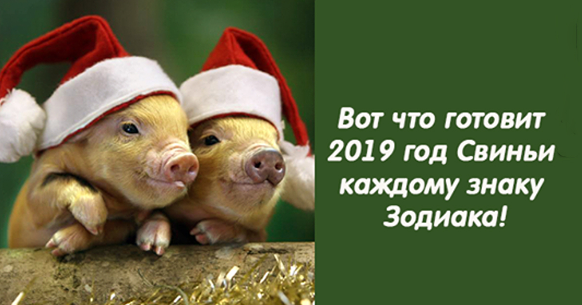 Когда был год свиньи. Год свиньи 2019. Свинья год свиньи. 2019 Год год чего. 2019 Год какого животного желтой Земляной свиньи.