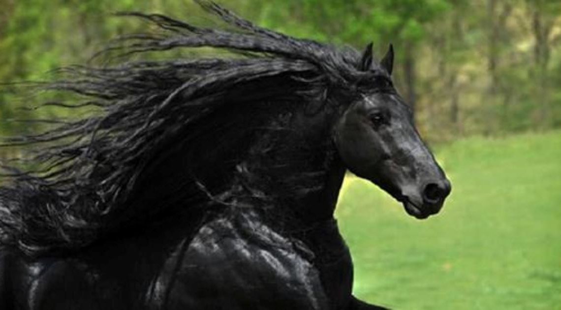 Черный конь удивительной красоты. Прекрасные фотографии.