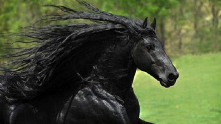 Черный конь удивительной красоты. Прекрасные фотографии.