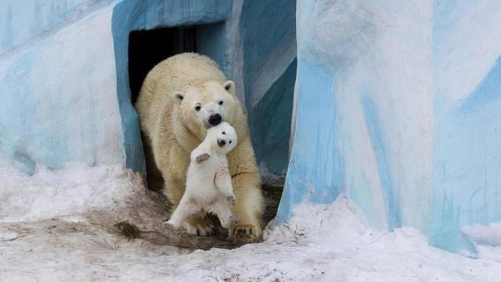 Родители и дети в царстве животных — 20 самых очаровательных фотографий