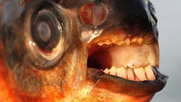 10 самых ужасающих существ Амазонки