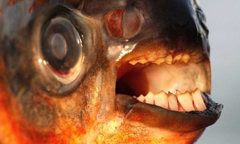 10 самых ужасающих существ Амазонки