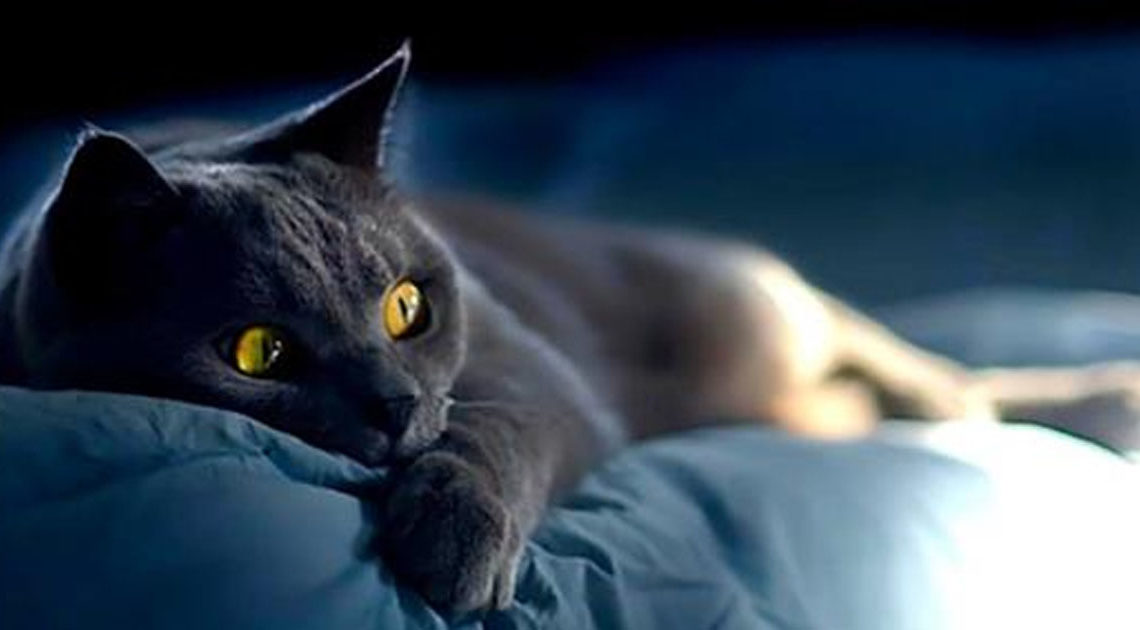 О том, как кошки информируют о присутствии негатива в доме