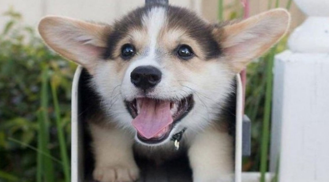 30+ фото самых милых щенков, которые сделают ваш день лучше