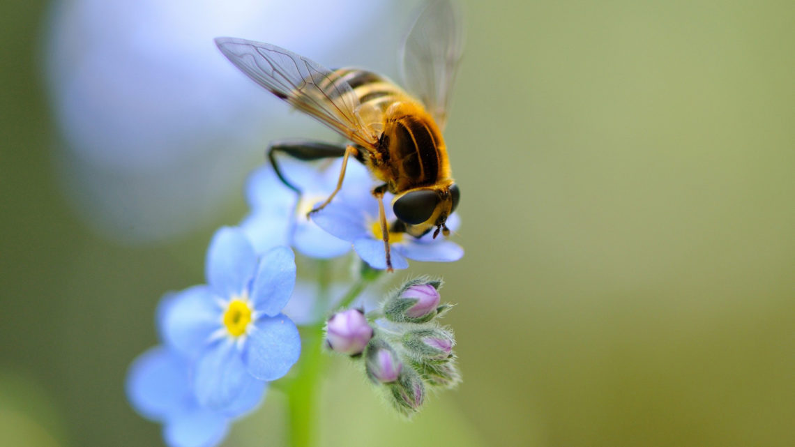 Притча о пчеле и мухе: для тех, кто привык обвинять других