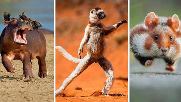 25 фотографий забавных животных, победивших в престижном конкурсе Comedy Wildlife Photography Awards