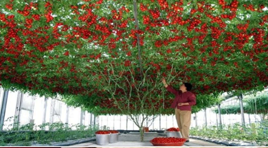 В Израиле вырастили помидорное дерево огромных размеров