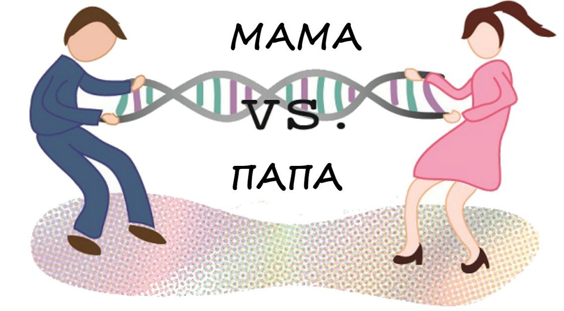 О том, какие генетические черты дети берут от мамы, а какие — от папы