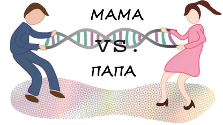 О том, какие генетические черты дети берут от мамы, а какие — от папы