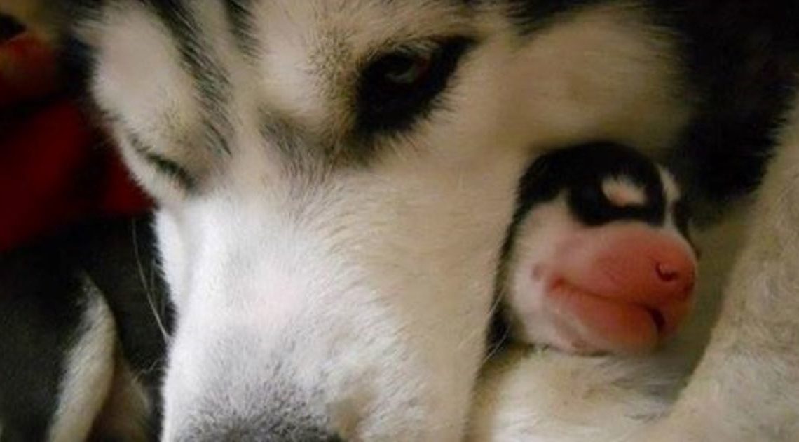 20 трогательных фотографий животных по типу «Я и моя маленькая тень»