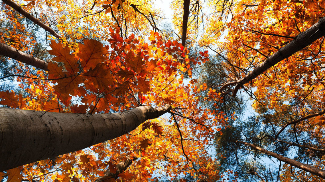 25 потрясающих фото о том, как осень умеет творить настоящие чудеса
